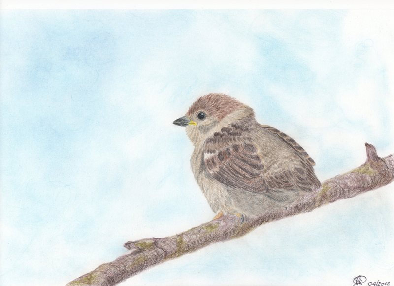 Matite colorate - Passera mattugia